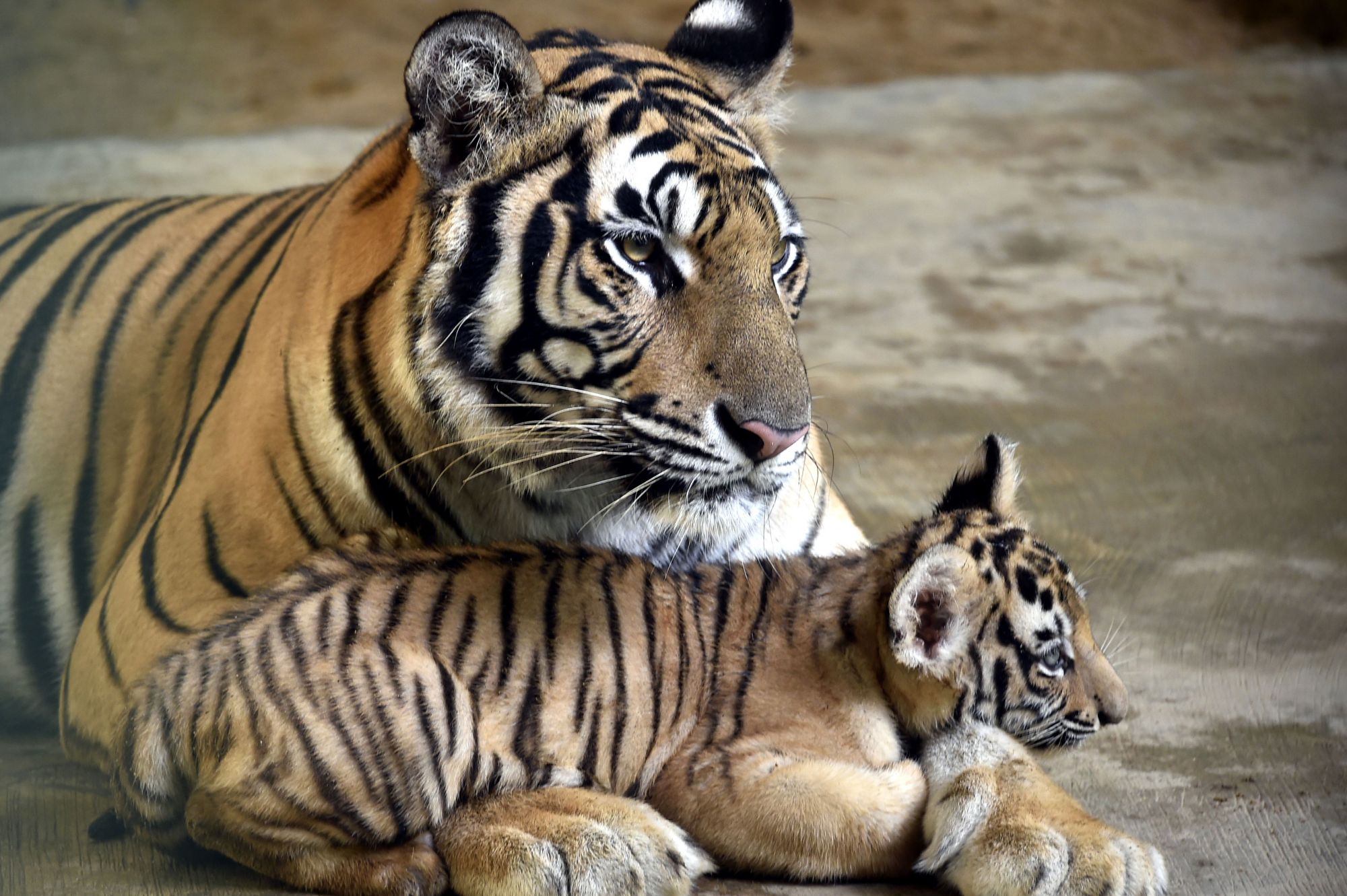 (14)孟加拉虎幼崽