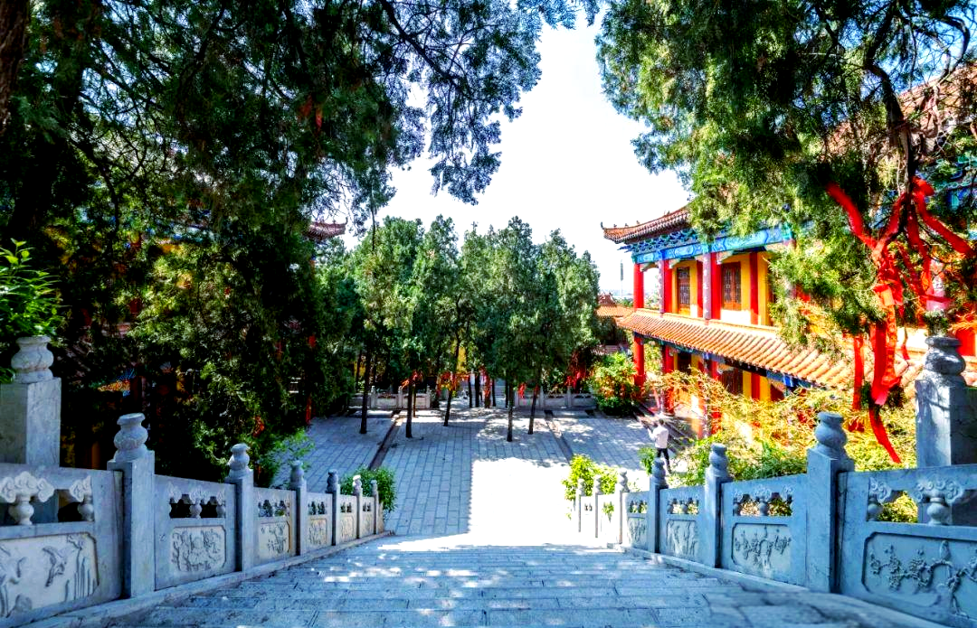 山东省兰陵县文峰山的多处古树探秘