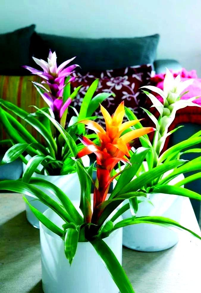 凤梨花:寓意吉祥,象征好运与鸿运!