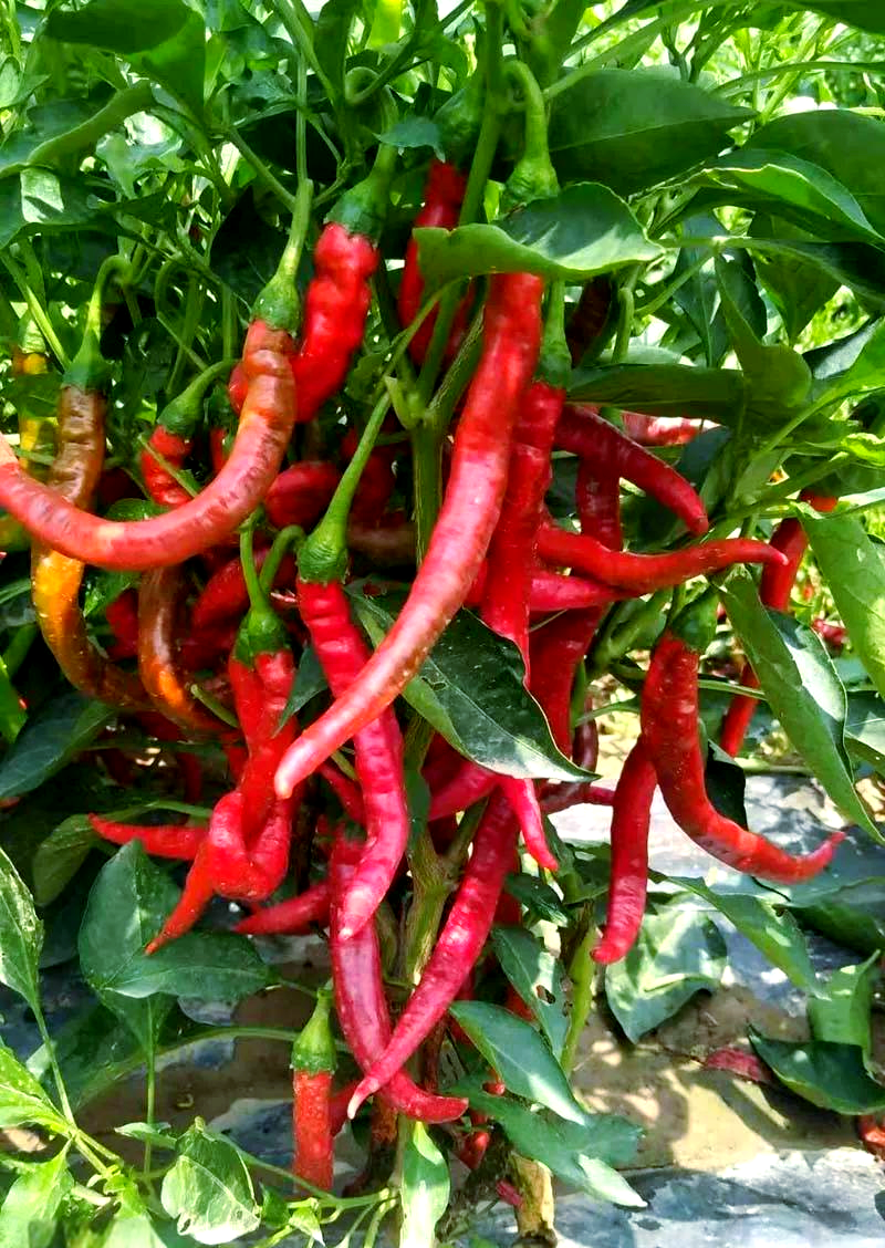 羊角红一号:优质高产的辣椒品种资源