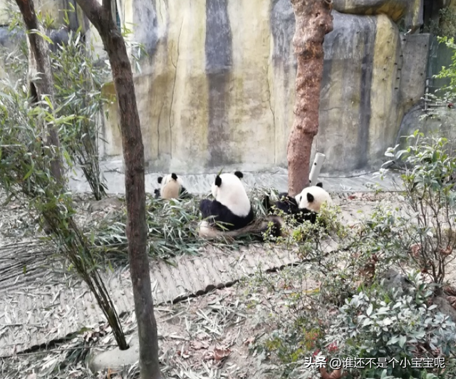每天认识一只大熊猫——奇果,长相甜美,和妈妈一起卖惨走红网络