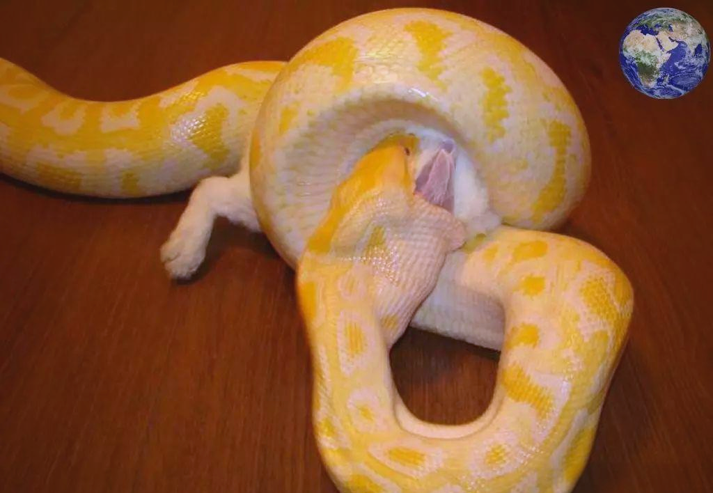 黄金蟒:从珍稀变异到泛滥成灾的宠物选择