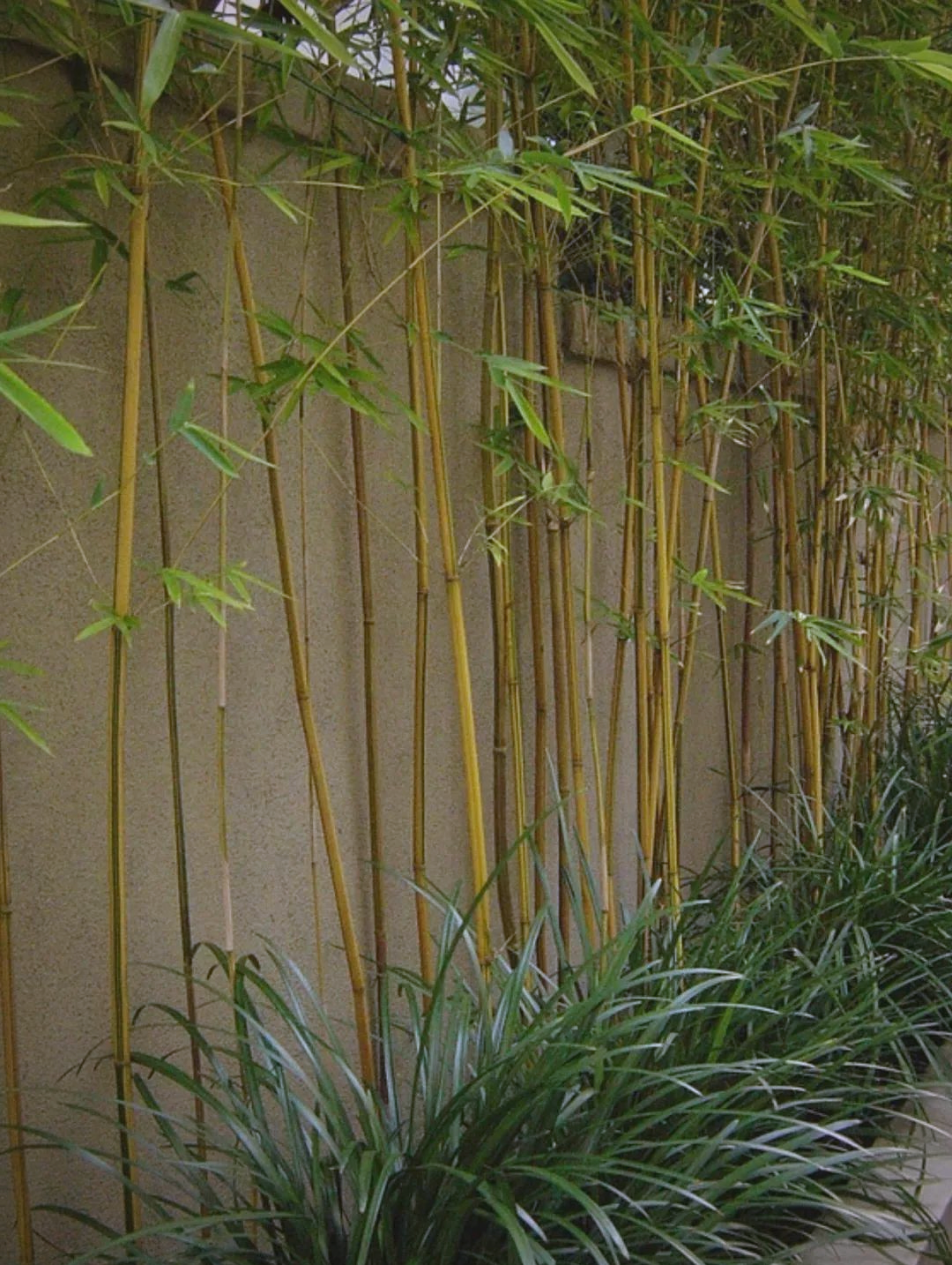 庭院种植的竹子品种推荐