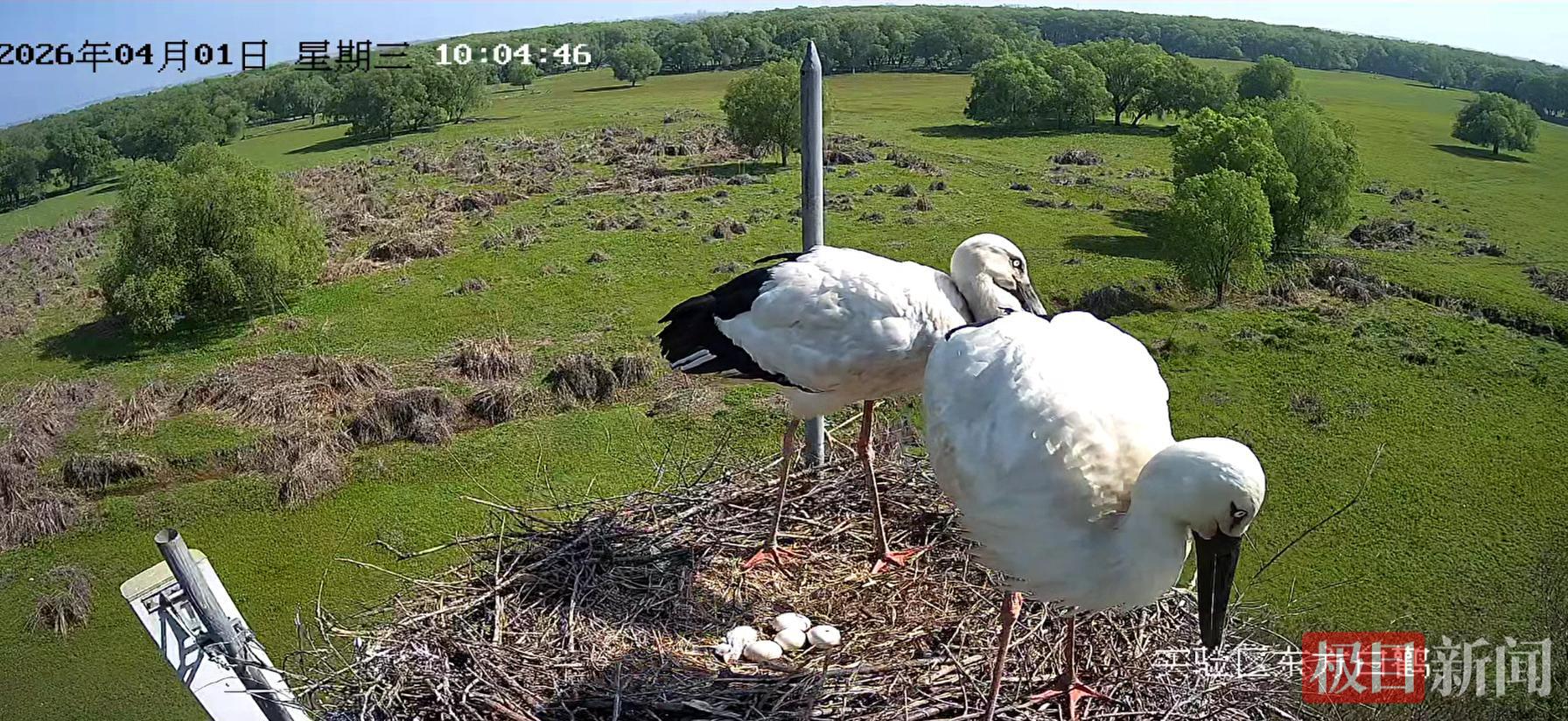 �״��ĵ�����¹���С�����������������ʯ����¹��������˫ϲ���š�