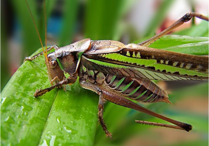 蝈蝈主要吃什么食物?