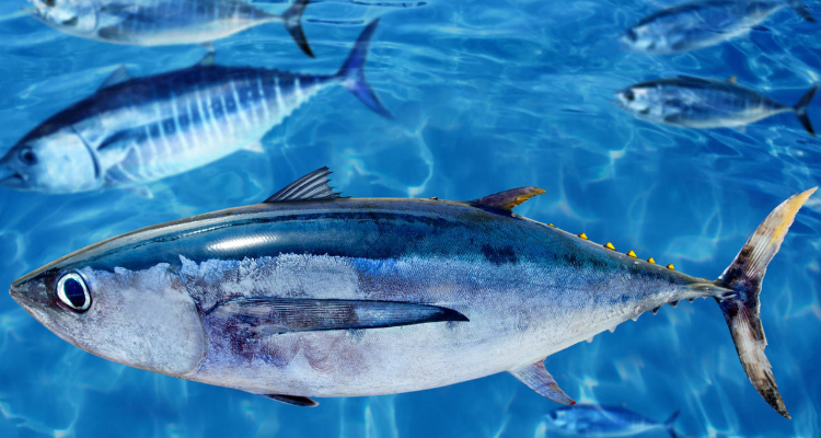 海魚怎麼養怎麼配水