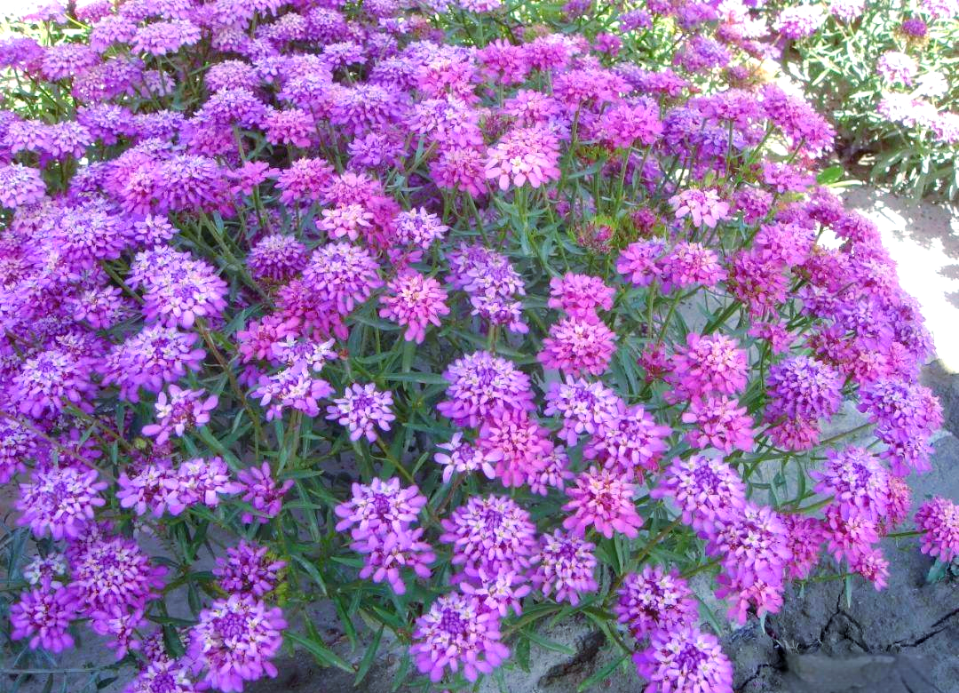 蜂室花种植全攻略:从播种到养护的实用技巧