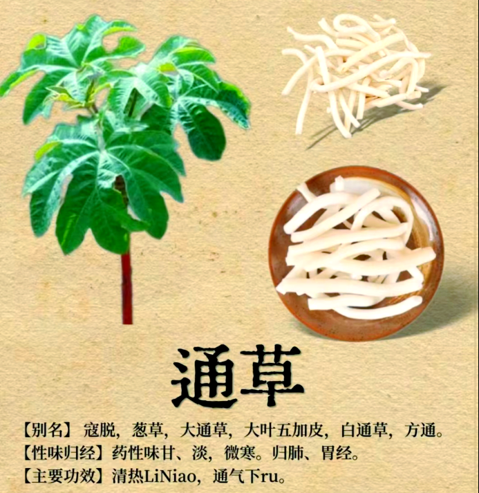 大通草的详细介绍与功能解析