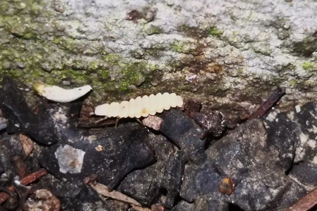 黄脉翅萤幼虫黄脉翅萤成虫分布地点:上海植物园等市区公园,绿地,小区