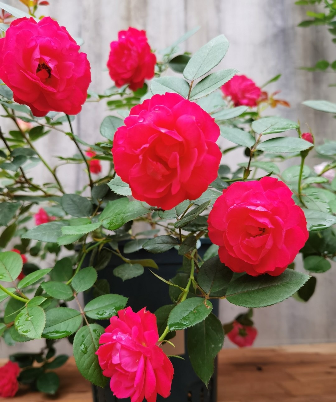 有种月季叫"美丽樱桃",无需打药就能养好,颜值高也爱开花