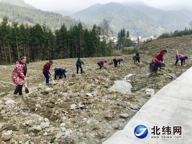 春意盎然药飘香马蓝管护正当时—芦山县思延镇马蓝种植基地见闻