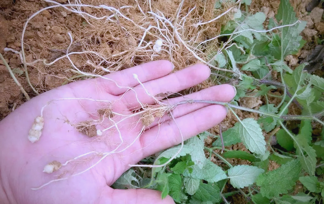 农村老人珍视的"草石蚕",营养丰富的野生植物,具有多种保健功能