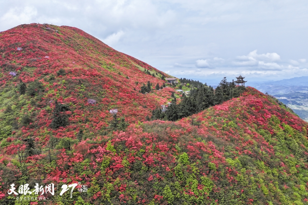 贵州丹寨杜鹃花景区图片