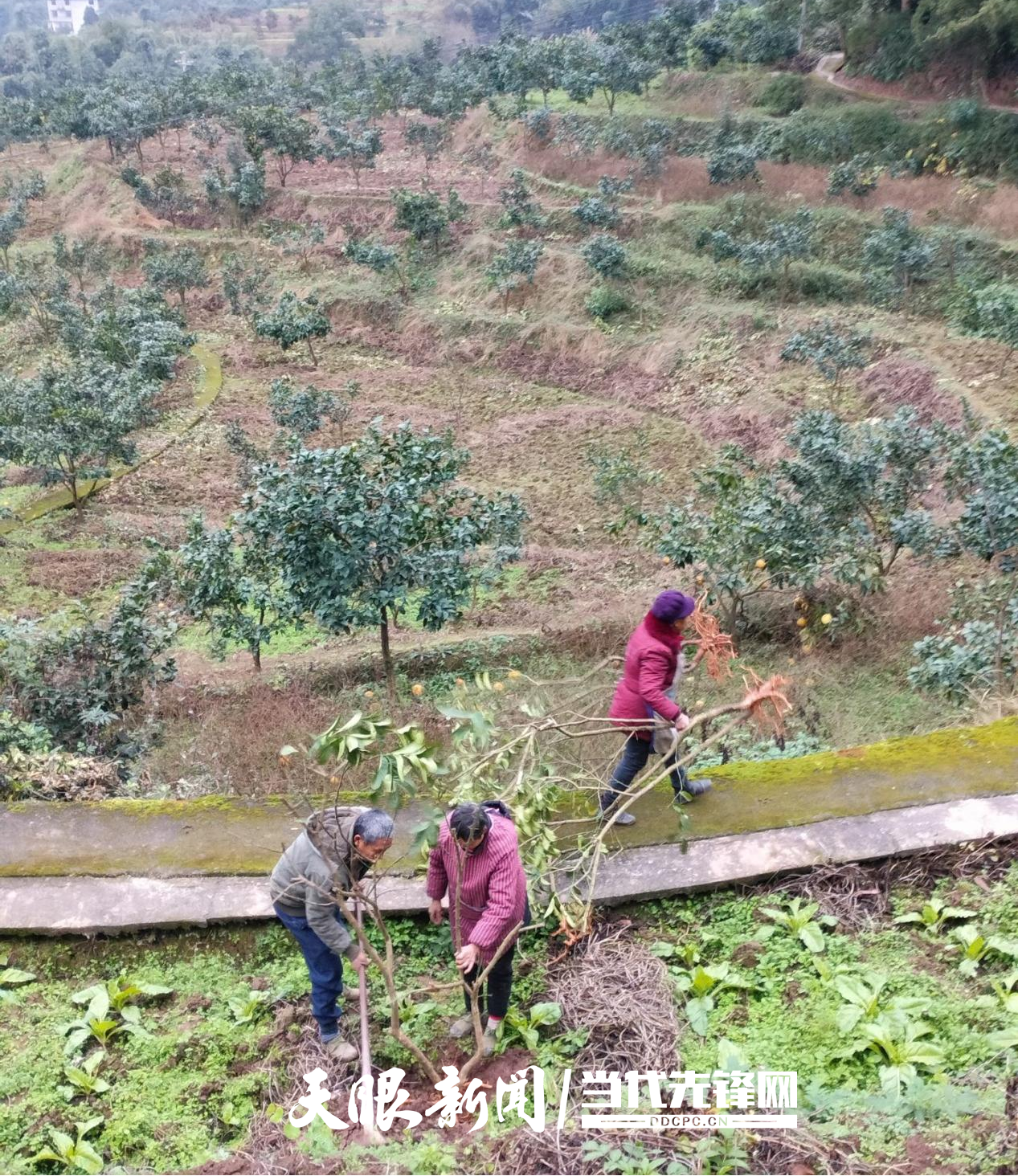 赤水市白云乡:人勤地不闲 套种促增收