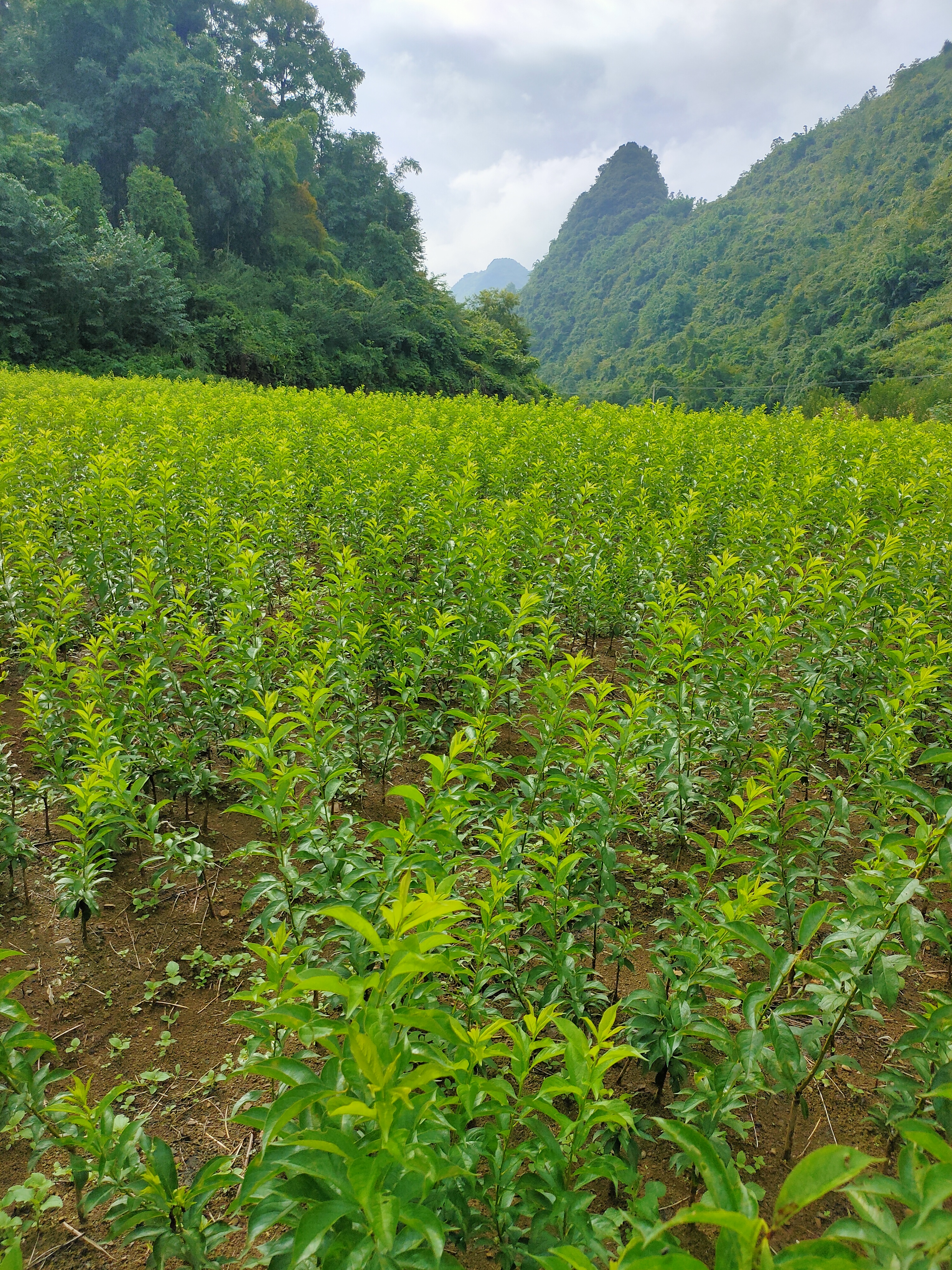 安顺蜂糖李苗夏季的栽种管理方法