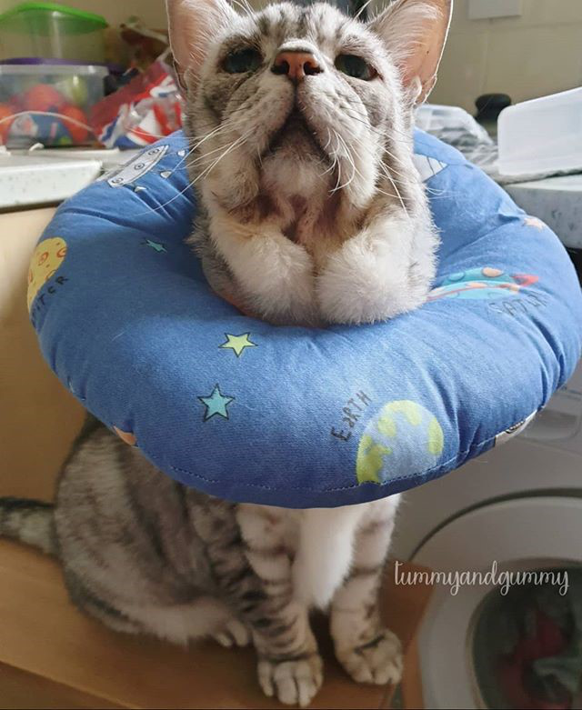 喵星人患罕见松皮症天天「挎着脸」皮肤松弛如「60岁」老猫