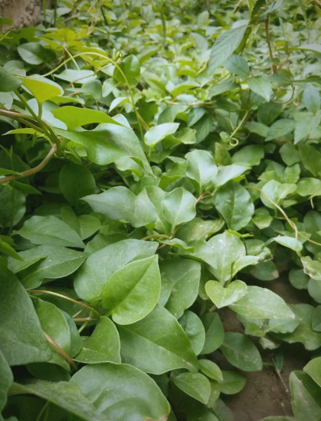 藤三七:被誉为"药用黄金"的多功能植物