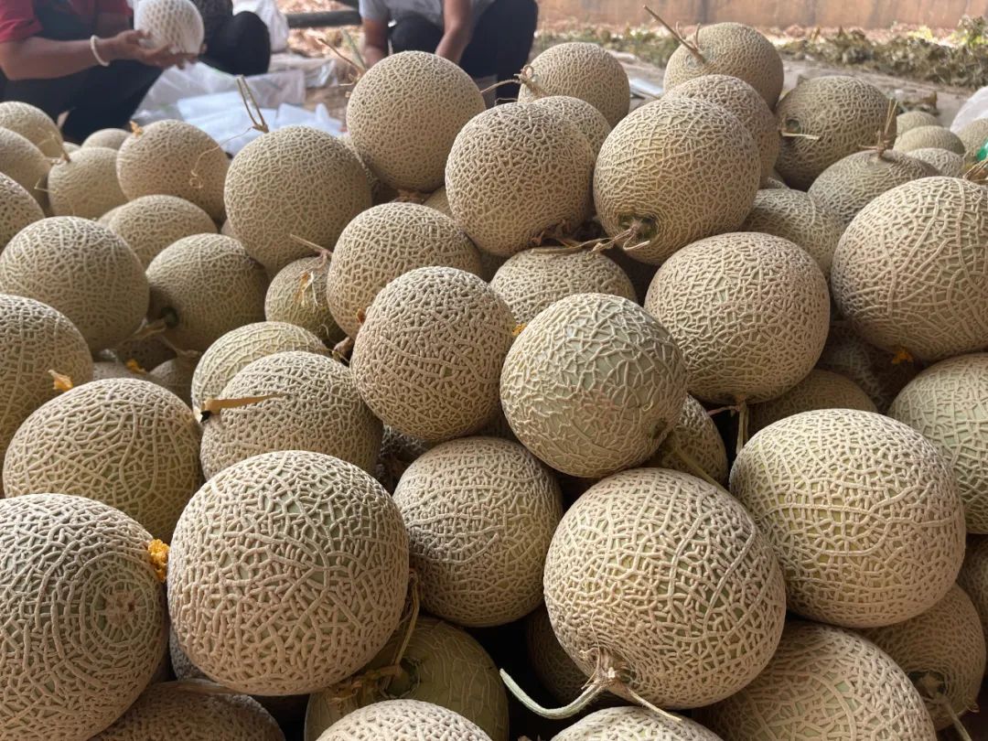 软糯香甜!喀什网纹瓜熟啦!