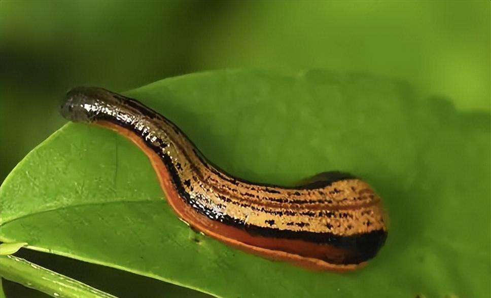 蚂蟥晒干后800元1斤,为什么无人敢养殖?它到底有什么好处?