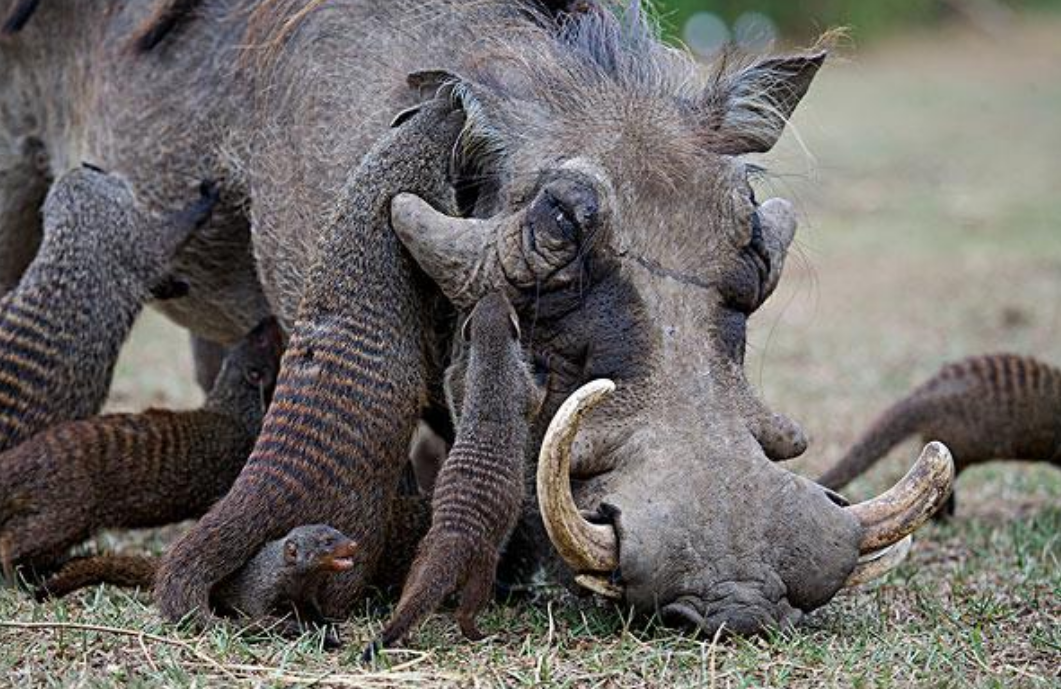 几十只猫鼬倾巢而出,向着疣猪地盘跑去,为何疣猪不跑反而躺下?