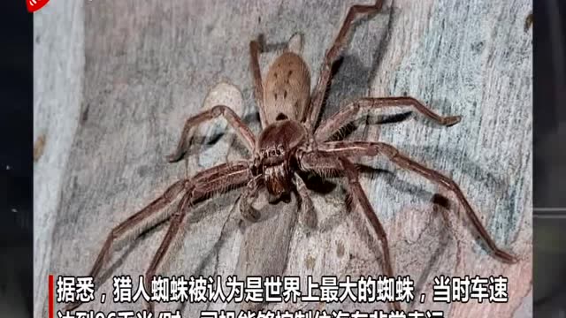 澳大利亚一巨大猎人蜘蛛突然出现在汽车挡风玻璃上 吓坏司机
