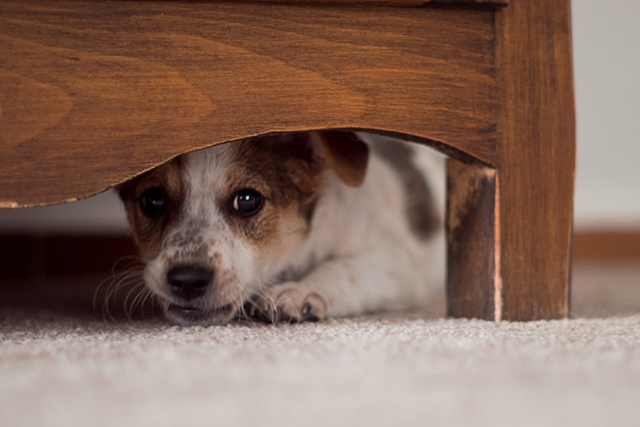 狗躲藏起来的5个原因,如果你不在意,可能会造成致命的伤害