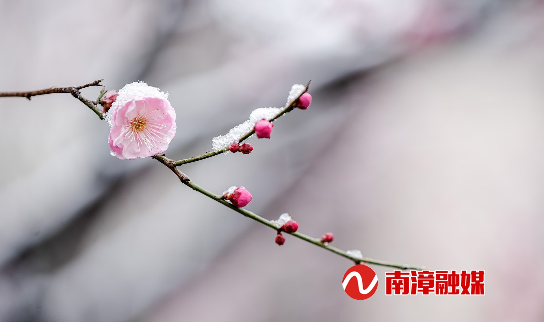 湖北南漳:雪中梅花凌寒开