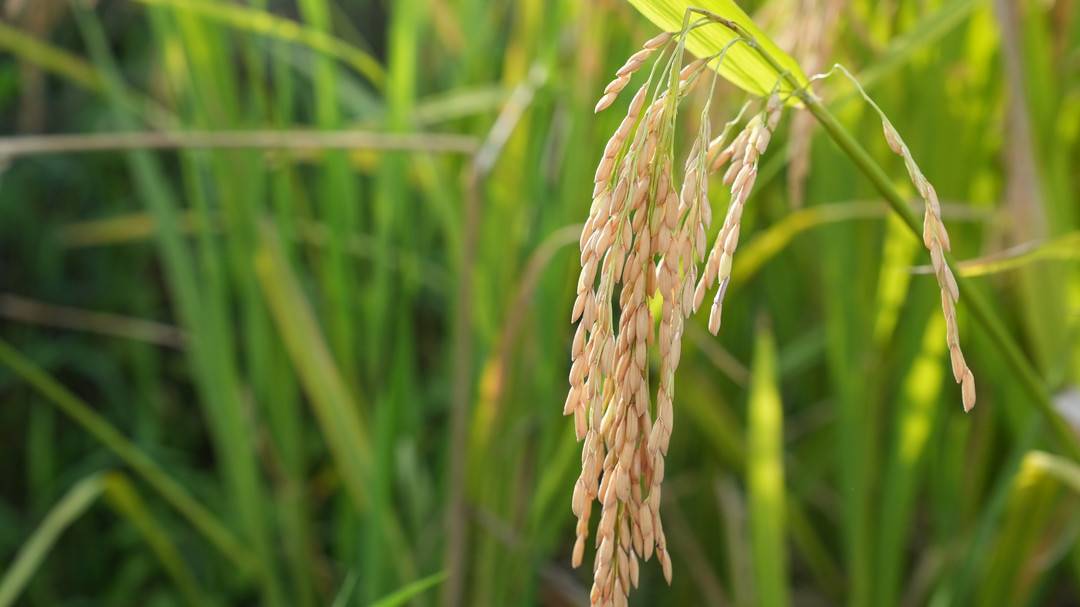 春优t301水稻品种特性图片