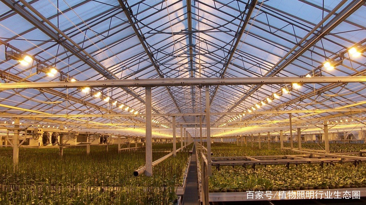LED植物生长灯和高压钠灯在园艺生产的区别插图