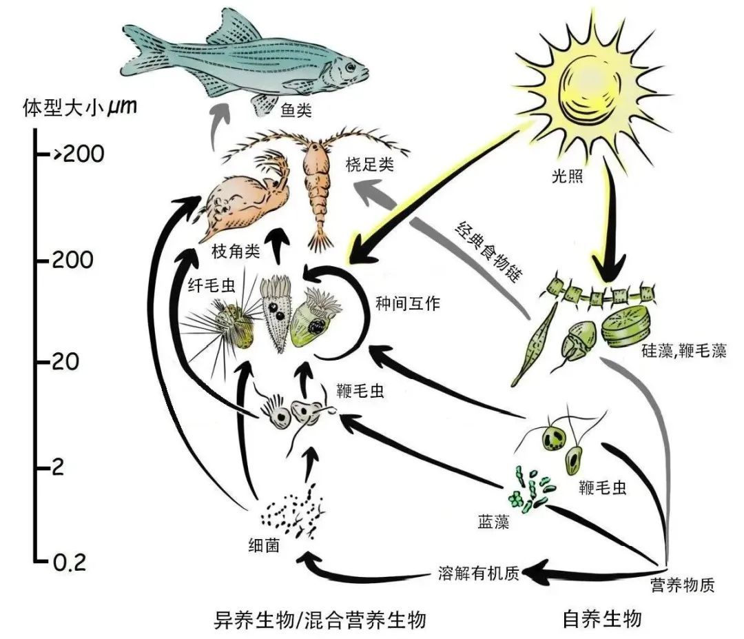 【探索】什么是微型底栖动物?一起来认识它们