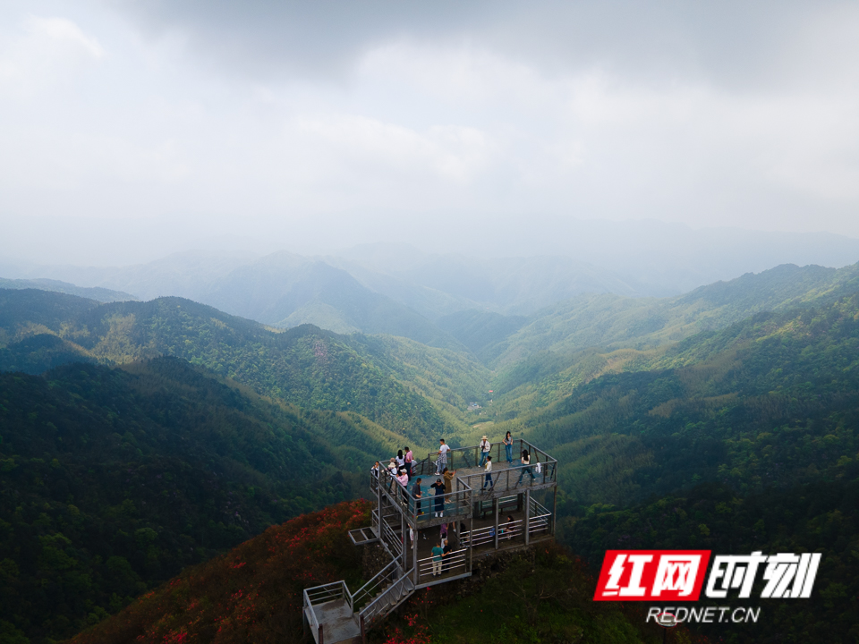 永州阳明山杜鹃图片