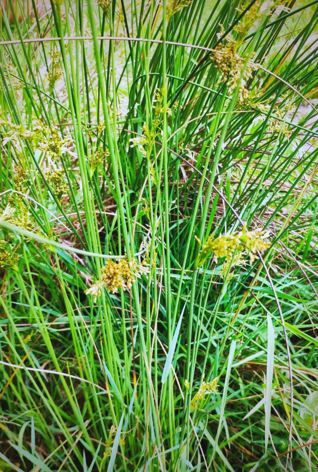 灯心草:一种具有悠久历史的中药材