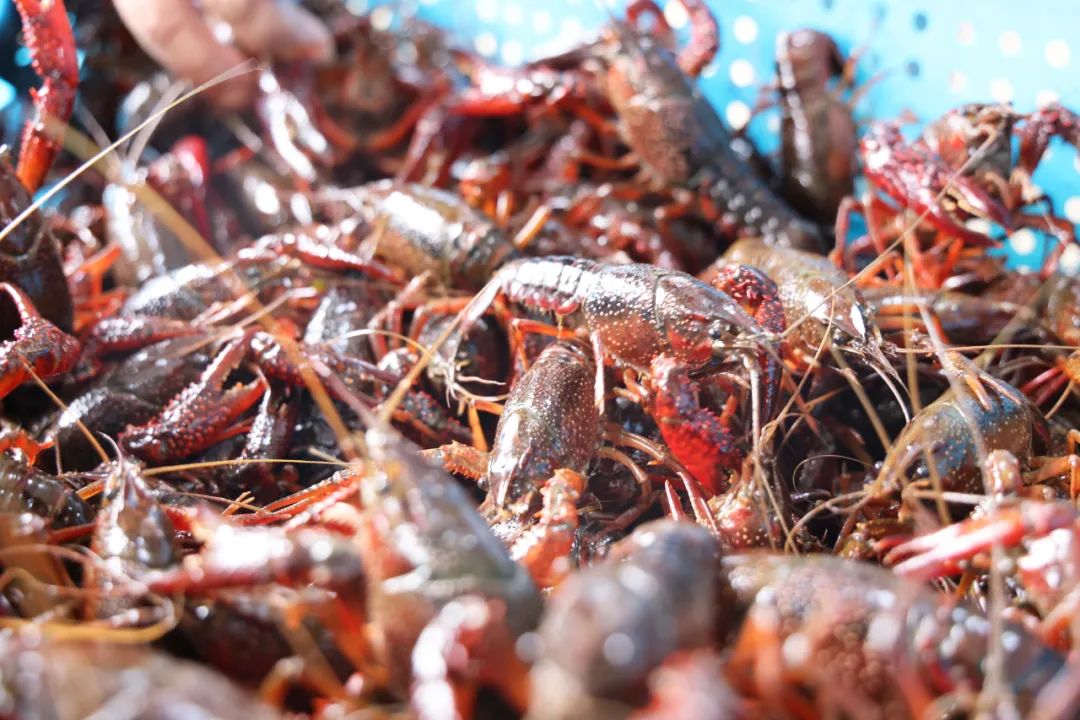 开吃!望城这里的荷花虾抢"鲜"上市!