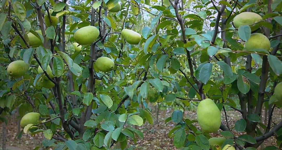 探索中国本土的木瓜