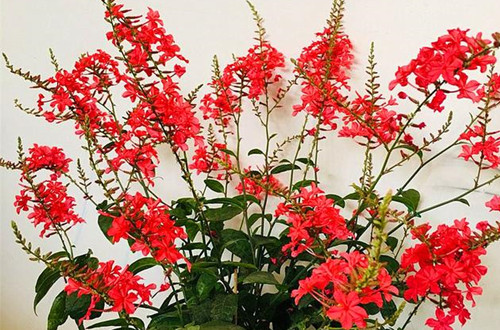 想在春天看到红雪花开花,冬天的养护一定要做好!