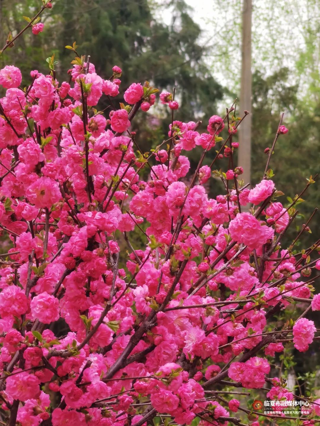 碧桃花期图片