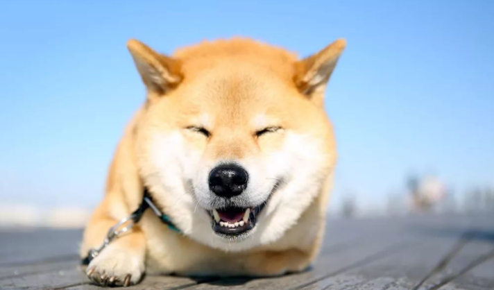 遛半天狗不拉屎怎么办?