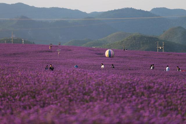 贵阳高坡:紫色花海如梦如幻