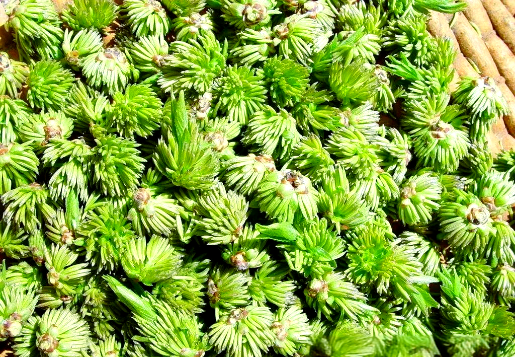 杜仲雄花:传统瑰宝的多样茶饮功效