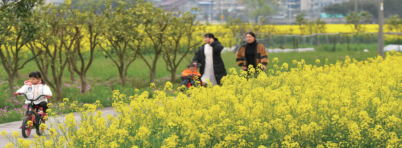 瑞安桐浦油菜花田进入最佳赏花期
