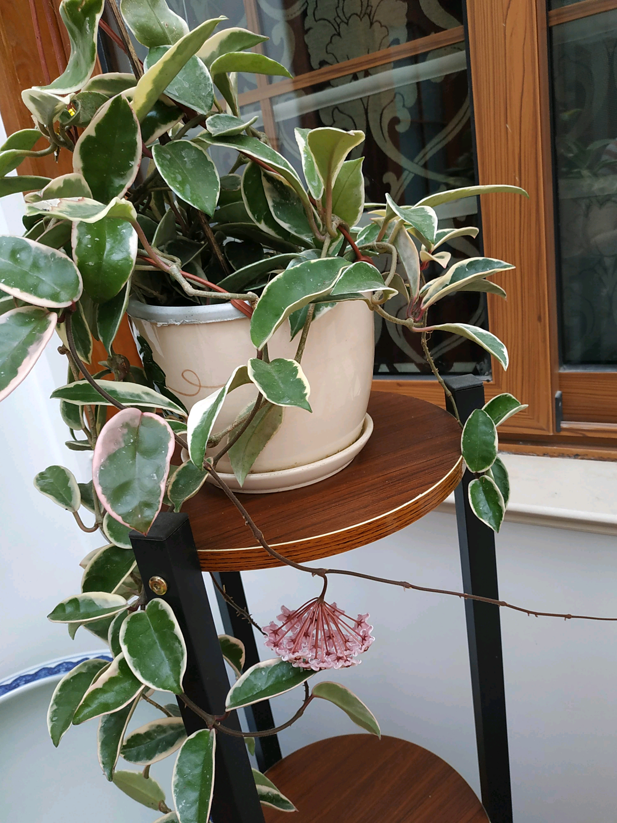 室内盆栽"新宠"—三色球兰,观叶又赏花,芬芳馥郁,开花也勤奋