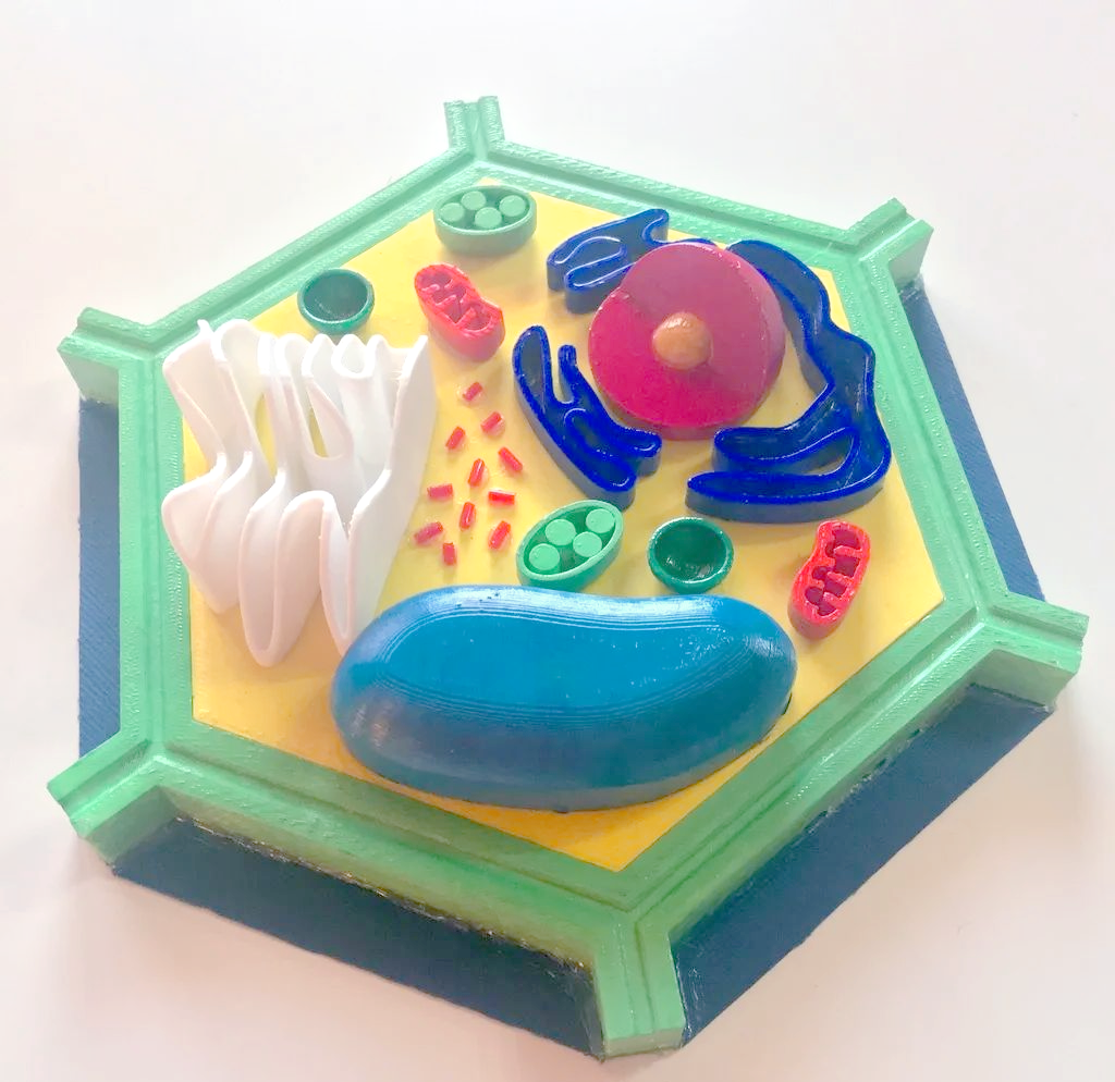 多种3d打印细胞模型,生动展示生物学知识