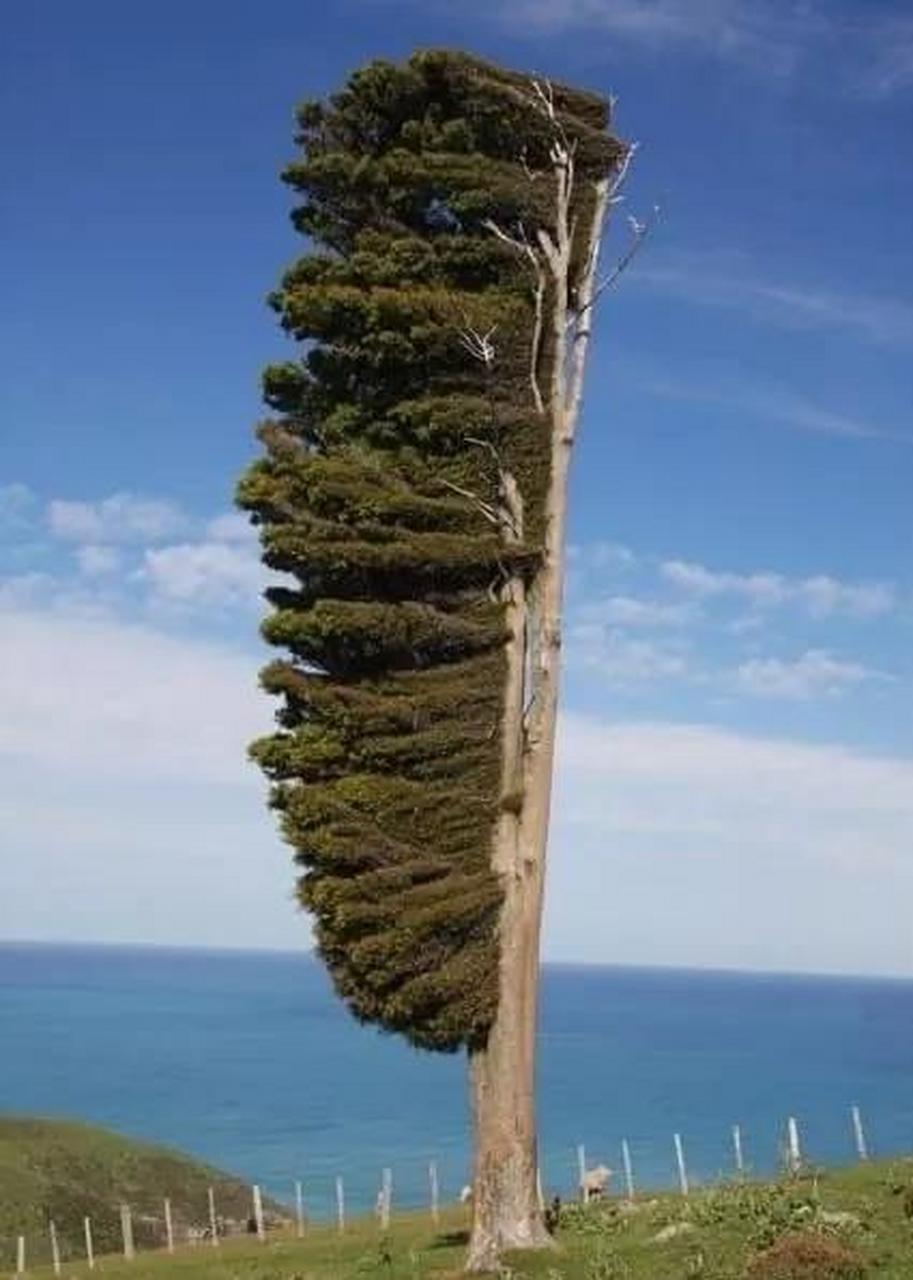新西兰班克斯半岛,由于单向风力的作用,这里的树都长成这样了.