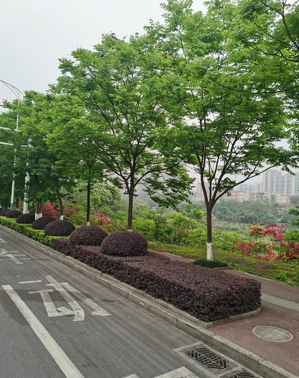 昨天从贵州回来,在泸州看见公路中间绿化带和两边的景色,这些树子的