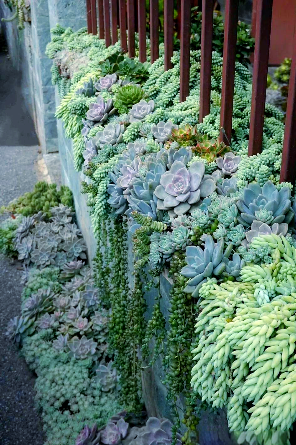 云南阿姨打造多肉花园,美景惊艳路人停步合影