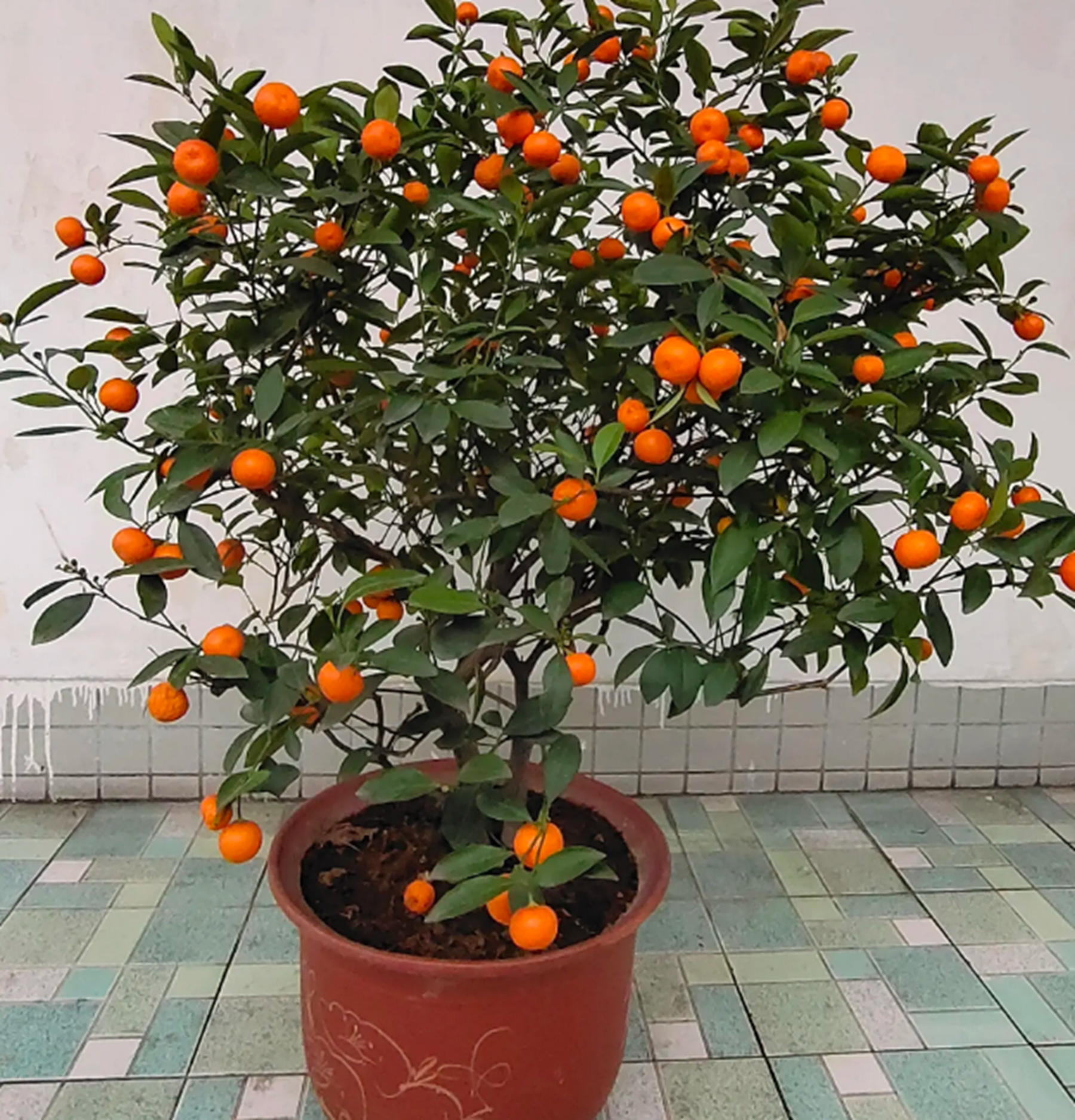 适合盆栽的果树有哪些?