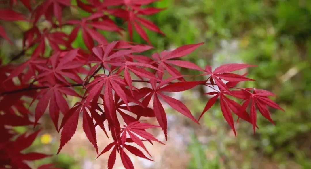 哪种红枫叶子最小