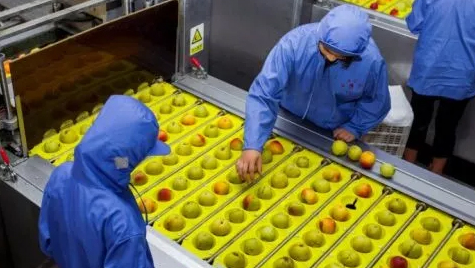 东北人独宠黄桃罐头的原因找到了!不止是美食,更是一种精神寄托