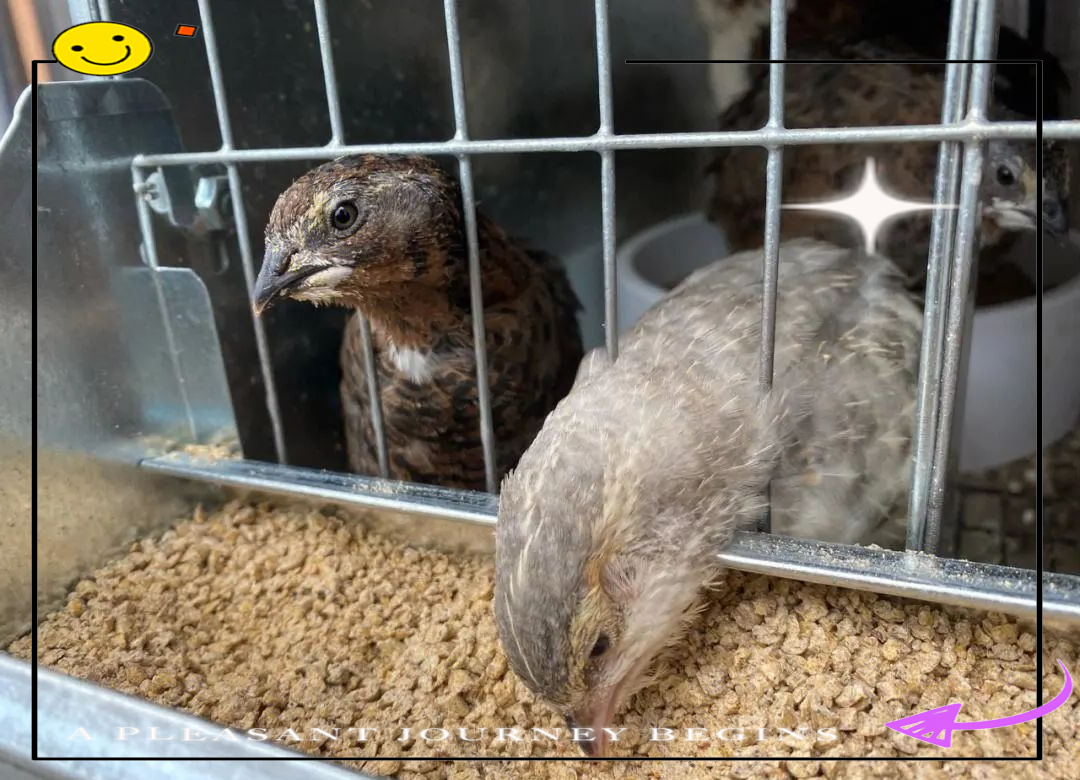 如何根据生产性能特征区分公母鹌鹑?