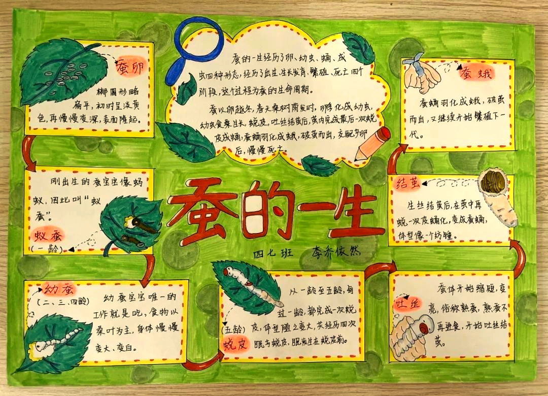 孩子们的眼睛看蚕的一生:手抄报展示活动回顾